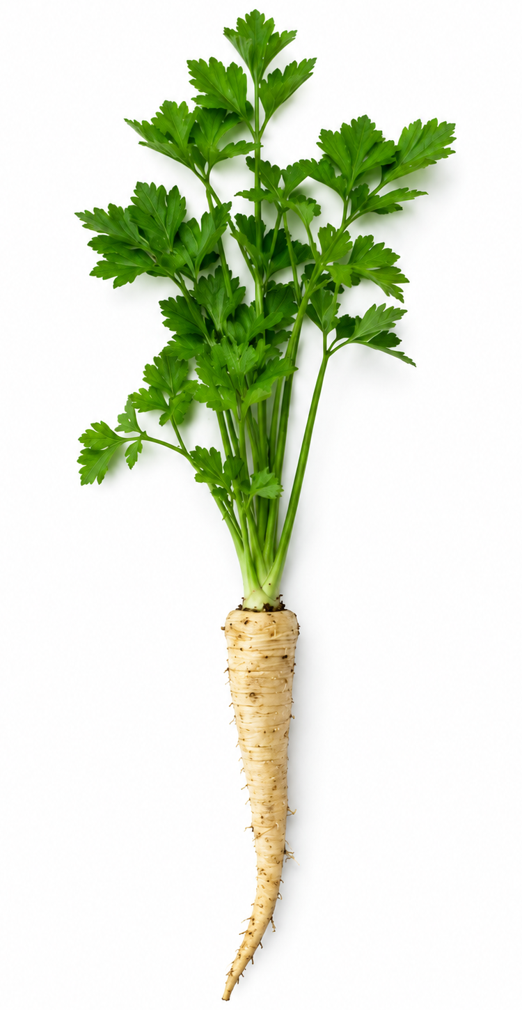 Parsley Root