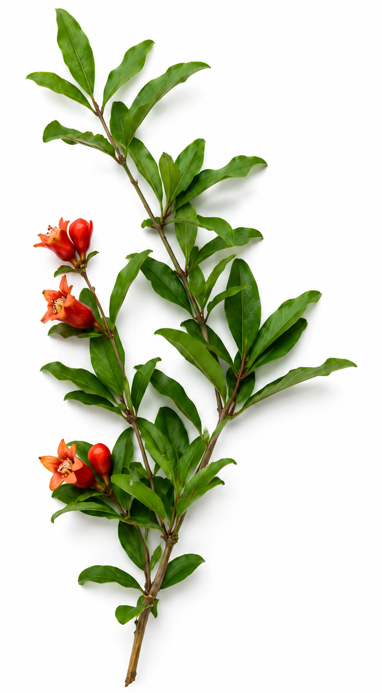 Pomegranate Aerial Parts